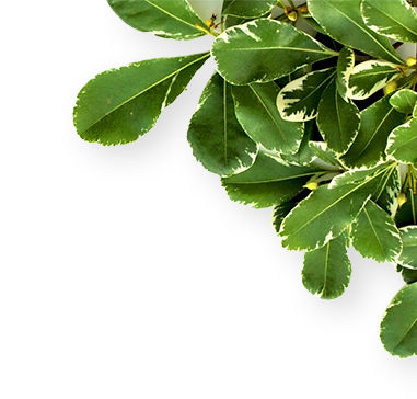 Balatonfüredi lakások